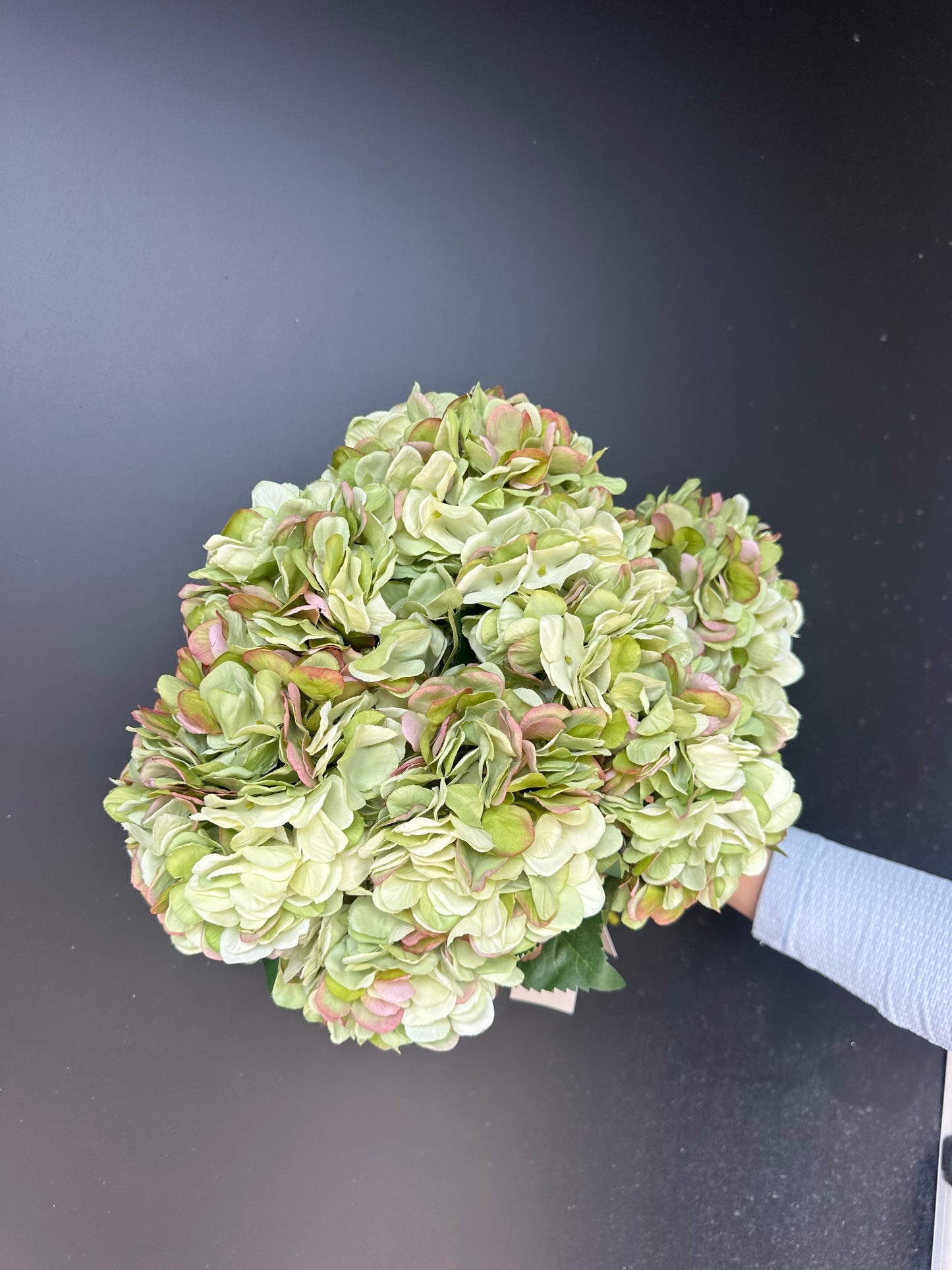 Små hortensia . 3 stk