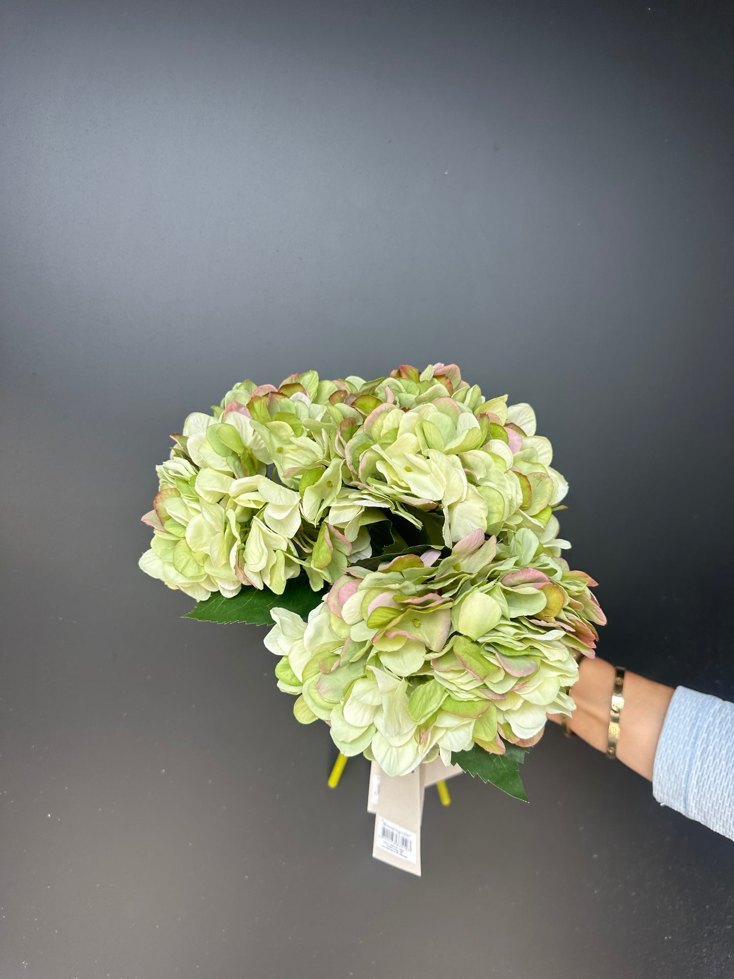 Små hortensia . 3 stk