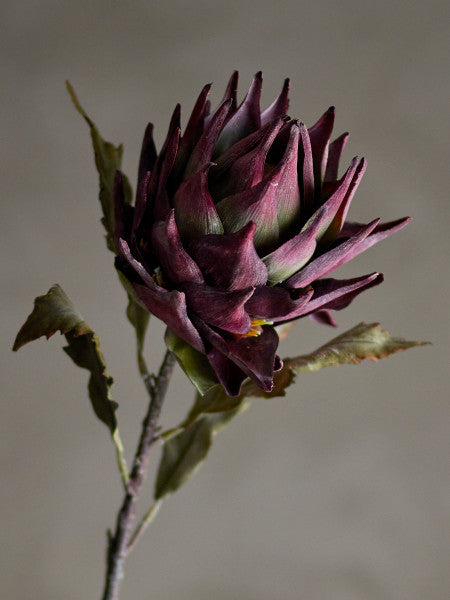 Protea lilla