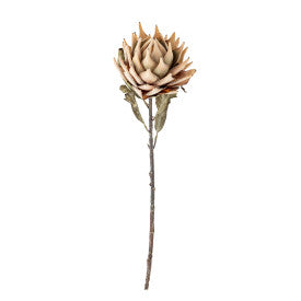 Protea natur