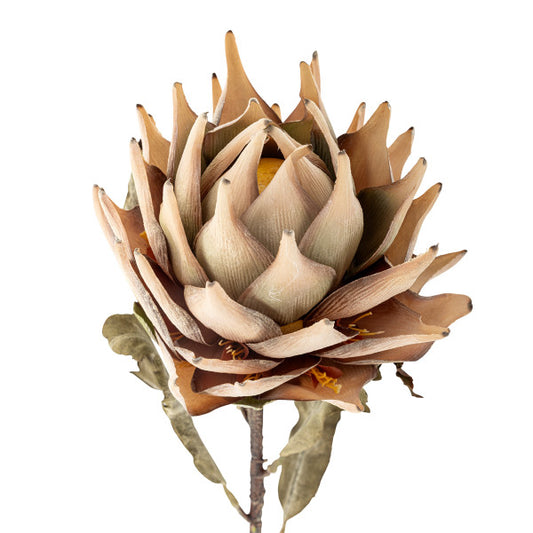 Protea natur