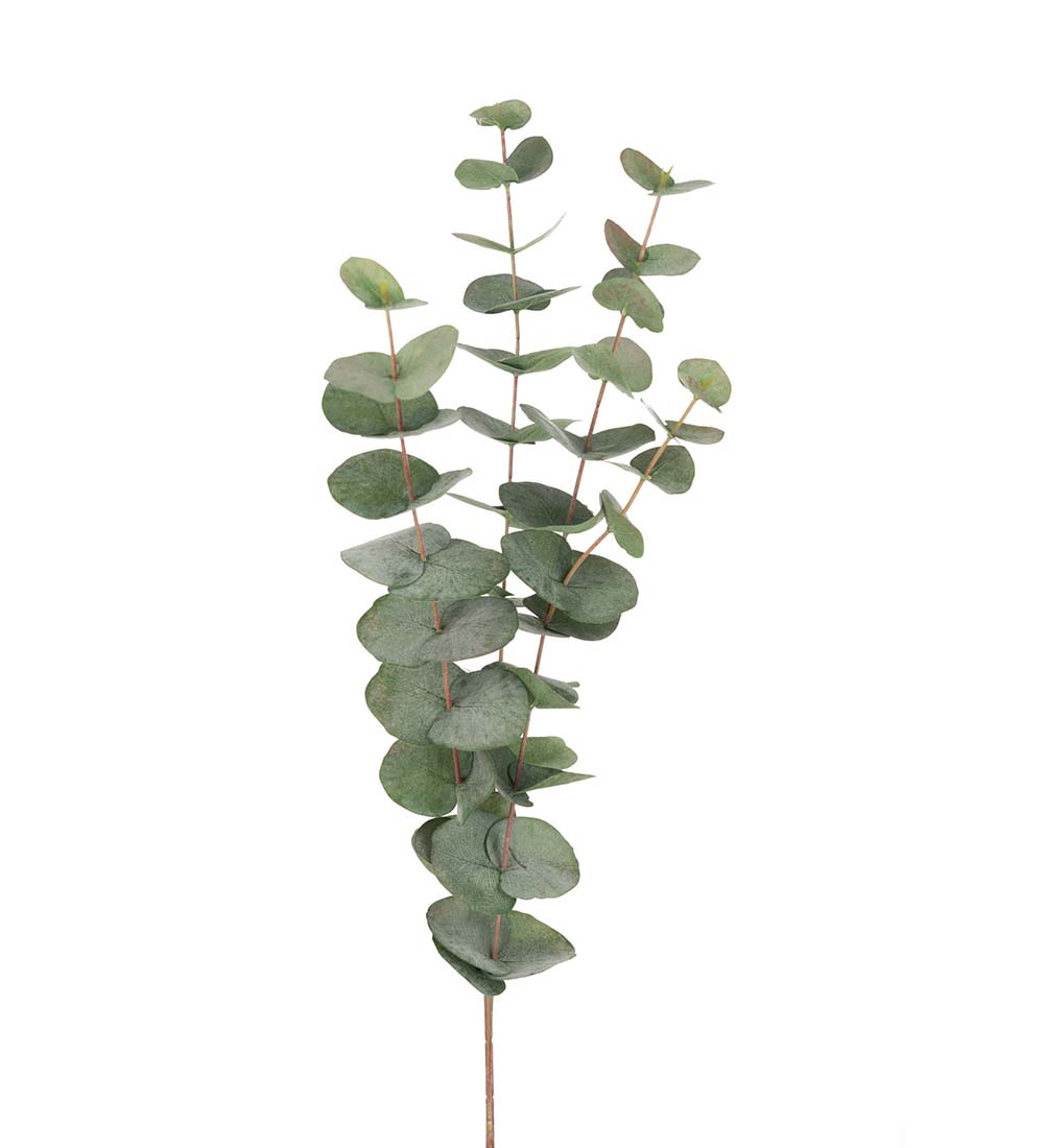 Eucalyptus